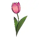 Tulipan